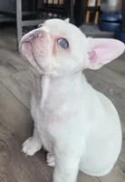 Big white girl, a female French Bulldog for sale in Thornton, CO – 1 of 4
