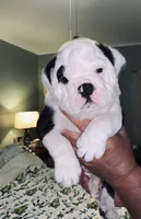 Buddy, a male English Bulldog for sale in Daytona Beach, FL – Photo 2 of 7