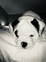 Buddy, a male English Bulldog for sale in Daytona Beach, FL – Photo 5 of 7