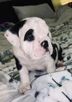 Buddy, a male English Bulldog for sale in Daytona Beach, FL – Photo 3 of 7