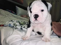 Buddy, a male English Bulldog for sale in Daytona Beach, FL – Photo 7 of 7