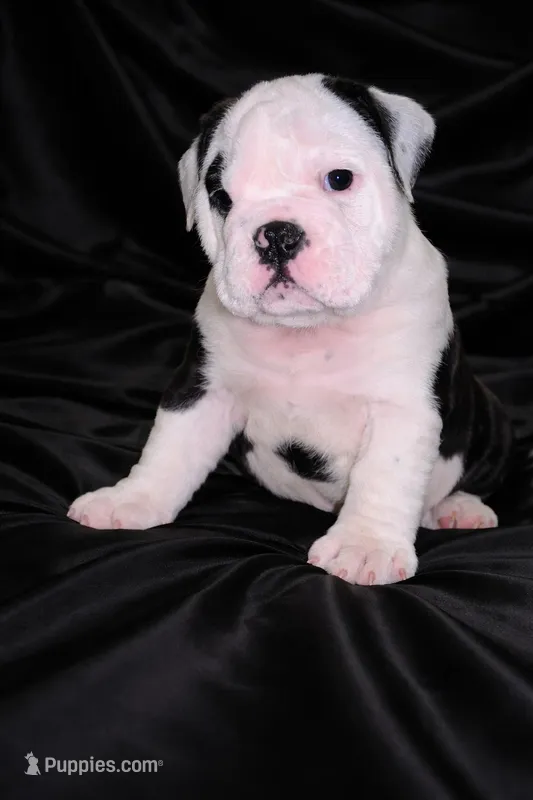 Buddy – English Bulldog puppy for sale in Daytona Beach, FL