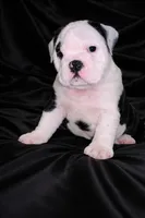 Buddy, a male English Bulldog for sale in Daytona Beach, FL – Photo 1 of 7