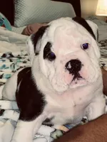 Buddy, a male English Bulldog for sale in Daytona Beach, FL – Photo 4 of 7