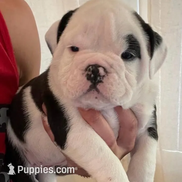 Buddy, a male English Bulldog for sale in Daytona Beach, FL – Photo 6 of 7