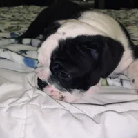 Hulk, a male English Bulldog for sale in Daytona Beach, FL – Photo 4 of 6