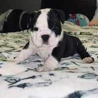 Hulk, a male English Bulldog for sale in Daytona Beach, FL – Photo 6 of 6