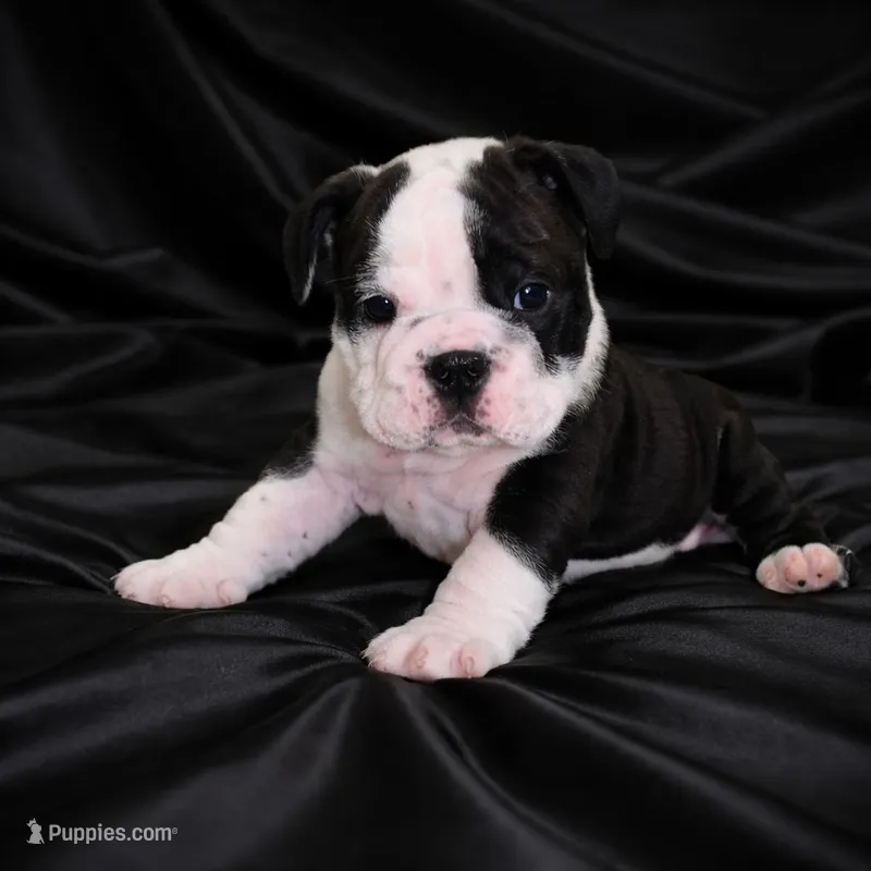Hulk – English Bulldog puppy for sale in Daytona Beach, FL
