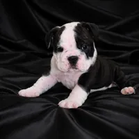 Hulk, a male English Bulldog for sale in Daytona Beach, FL – Photo 1 of 6