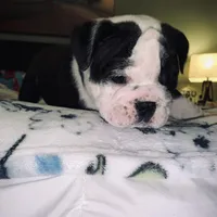 Hulk, a male English Bulldog for sale in Daytona Beach, FL – Photo 5 of 6