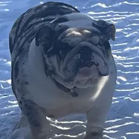 Izzy, a female English Bulldog for sale in Massillon, OH – Photo 7 of 7