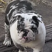 Izzy, a female English Bulldog for sale in Massillon, OH – Photo 3 of 7