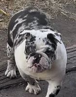 Izzy, a female English Bulldog for sale in Massillon, OH – Photo 3 of 7