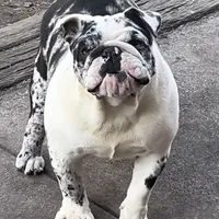 Izzy, a female English Bulldog for sale in Massillon, OH – Photo 4 of 7