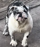 Izzy, a female English Bulldog for sale in Massillon, OH – Photo 4 of 7