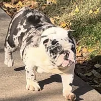 Izzy, a female English Bulldog for sale in Massillon, OH – Photo 1 of 7