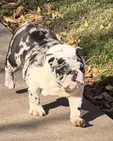 Izzy, a female English Bulldog for sale in Massillon, OH – Photo 1 of 7