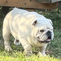 Izzy, a female English Bulldog for sale in Massillon, OH – Photo 6 of 7