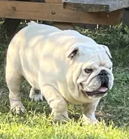 Izzy, a female English Bulldog for sale in Massillon, OH – Photo 6 of 7