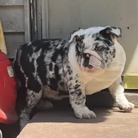 Izzy, a female English Bulldog for sale in Massillon, OH – Photo 5 of 7