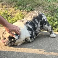 Izzy, a female English Bulldog for sale in Massillon, OH – Photo 2 of 7