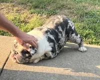 Izzy, a female English Bulldog for sale in Massillon, OH – Photo 2 of 7