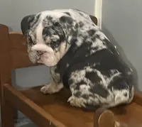 Blessing, a female English Bulldog for sale in Massillon, OH – Photo 3 of 7