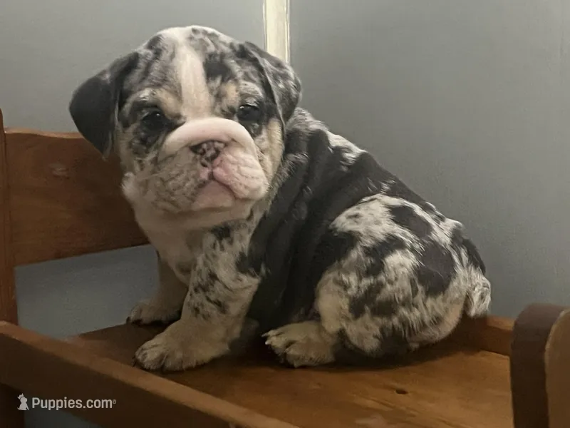 Blessing, a female English Bulldog for sale in Massillon, OH – Photo 1 of 7