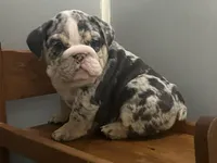 Blessing, a female English Bulldog for sale in Massillon, OH – Photo 1 of 7