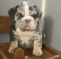 Blessing, a female English Bulldog for sale in Massillon, OH – Photo 4 of 7