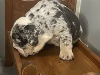 Blessing, a female English Bulldog for sale in Massillon, OH – Photo 6 of 7