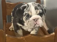 Blessing, a female English Bulldog for sale in Massillon, OH – Photo 5 of 7