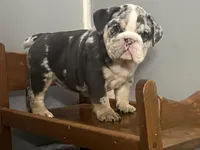 Blessing, a female English Bulldog for sale in Massillon, OH – Photo 7 of 7
