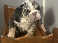 Blessing, a female English Bulldog for sale in Massillon, OH – Photo 2 of 7