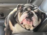 Shimmer, a female English Bulldog for sale in Massillon, OH – Photo 1 of 5