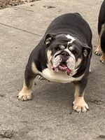 Shimmer, a female English Bulldog for sale in Massillon, OH – Photo 5 of 5