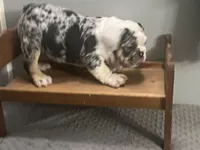Cookies N Cream, a male English Bulldog for sale in Massillon, OH – Photo 10 of 10