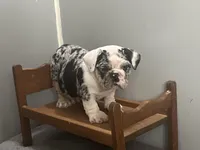 Cookies N Cream, a male English Bulldog for sale in Massillon, OH – Photo 9 of 10