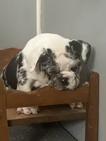 Cookies N Cream, a male English Bulldog for sale in Massillon, OH – Photo 5 of 10