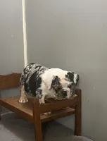 Cookies N Cream, a male English Bulldog for sale in Massillon, OH – Photo 7 of 10