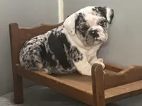 Cookies N Cream, a male English Bulldog for sale in Massillon, OH – Photo 1 of 10