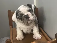 Cookies N Cream, a male English Bulldog for sale in Massillon, OH – Photo 4 of 10