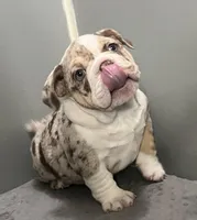 Snickers, a female English Bulldog for sale in Massillon, OH – Photo 4 of 10