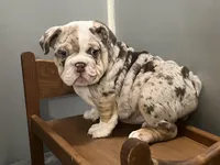 Snickers, a female English Bulldog for sale in Massillon, OH – Photo 7 of 10