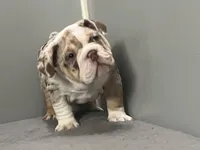 Snickers, a female English Bulldog for sale in Massillon, OH – Photo 9 of 10