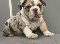 Snickers, a female English Bulldog for sale in Massillon, OH – Photo 10 of 10