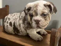 Snickers, a female English Bulldog for sale in Massillon, OH – Photo 8 of 10