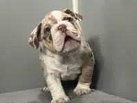 Snickers, a female English Bulldog for sale in Massillon, OH – Photo 6 of 10