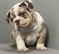 Snickers, a female English Bulldog for sale in Massillon, OH – Photo 5 of 10