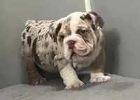 Snickers, a female English Bulldog for sale in Massillon, OH – Photo 2 of 10